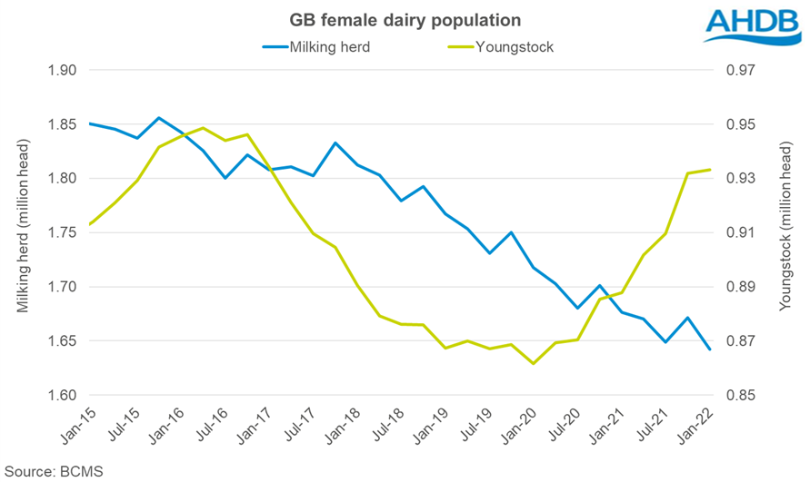 graph showing GB dairy female and youngstock number up to 1 January 2022